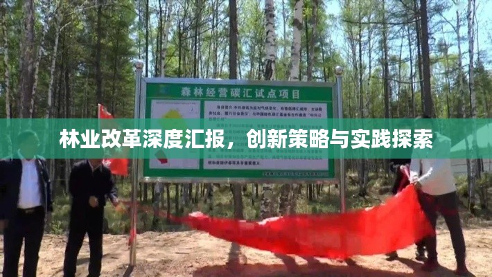 林業(yè)改革深度匯報，創(chuàng)新策略與實踐探索