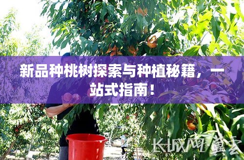 新品種桃樹探索與種植秘籍，一站式指南！