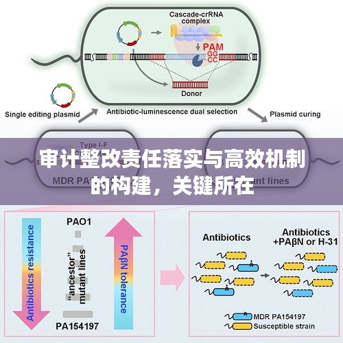 審計整改責(zé)任落實與高效機制的構(gòu)建，關(guān)鍵所在
