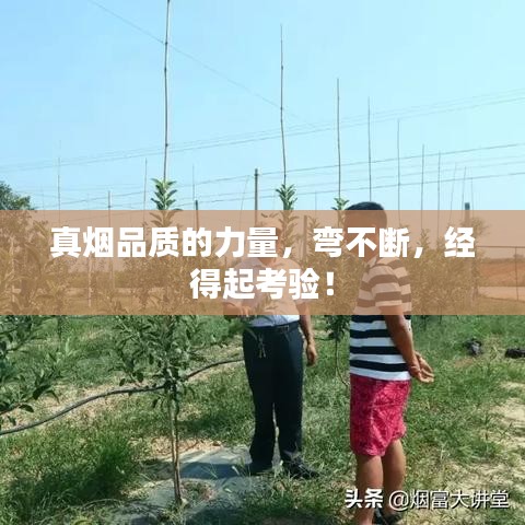 真煙品質(zhì)的力量，彎不斷，經(jīng)得起考驗(yàn)！