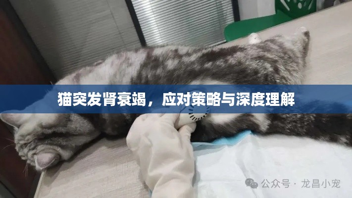 貓突發(fā)腎衰竭，應(yīng)對(duì)策略與深度理解