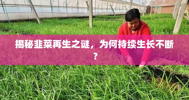 揭秘韭菜再生之謎，為何持續(xù)生長不斷？
