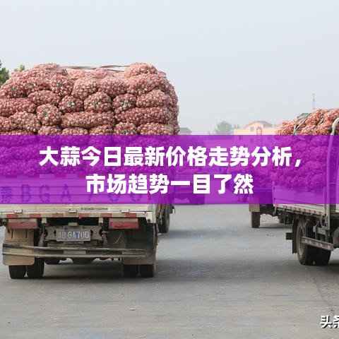 大蒜今日最新價(jià)格走勢(shì)分析，市場(chǎng)趨勢(shì)一目了然