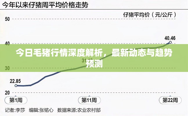 今日毛豬行情深度解析，最新動態(tài)與趨勢預測