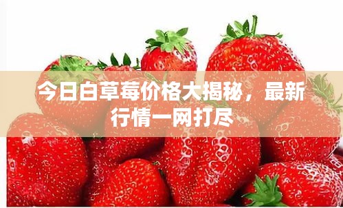 今日白草莓價(jià)格大揭秘，最新行情一網(wǎng)打盡