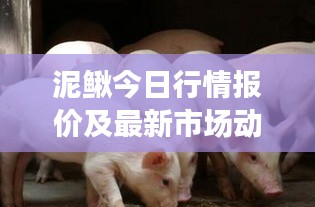 泥鰍今日行情報(bào)價(jià)及最新市場動態(tài)分析