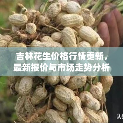 吉林花生價(jià)格行情更新，最新報(bào)價(jià)與市場(chǎng)走勢(shì)分析