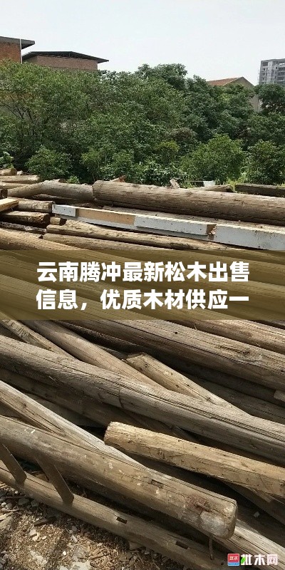 云南騰沖最新松木出售信息，優(yōu)質木材供應一覽