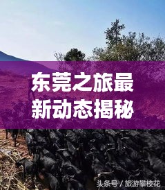 東莞之旅最新動態(tài)揭秘，今日消息一網(wǎng)打盡！