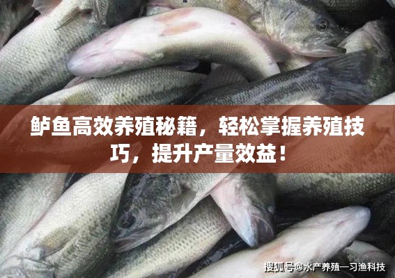 鱸魚高效養(yǎng)殖秘籍，輕松掌握養(yǎng)殖技巧，提升產(chǎn)量效益！