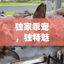 獨(dú)家乖寵，獨(dú)特魅力揭秘！