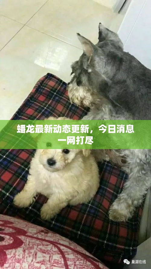 蟠龍最新動(dòng)態(tài)更新，今日消息一網(wǎng)打盡