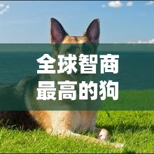 全球智商最高的狗狗排行榜TOP10！