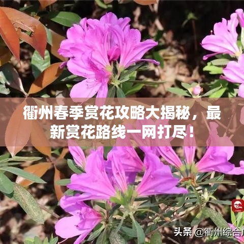 衢州春季賞花攻略大揭秘，最新賞花路線一網(wǎng)打盡！