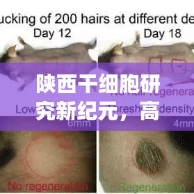 陜西干細(xì)胞研究新紀(jì)元，高效檢測引領(lǐng)干細(xì)胞應(yīng)用新時代