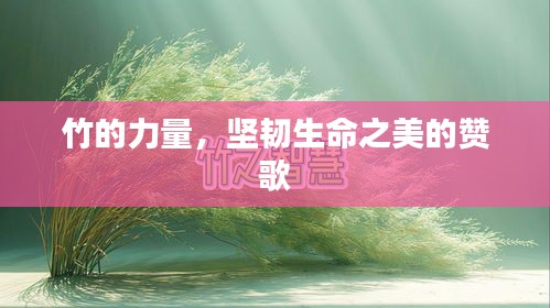 竹的力量，堅韌生命之美的贊歌
