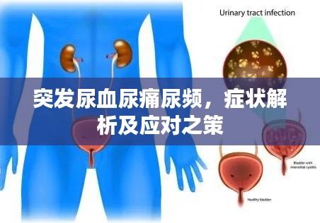 突發(fā)尿血尿痛尿頻，癥狀解析及應(yīng)對之策