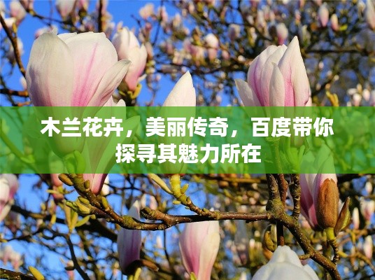 木蘭花卉，美麗傳奇，百度帶你探尋其魅力所在
