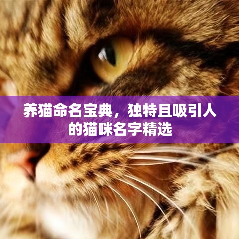 養(yǎng)貓命名寶典，獨(dú)特且吸引人的貓咪名字精選