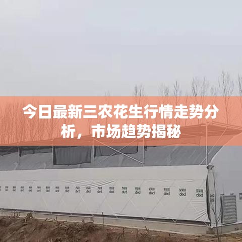 今日最新三農(nóng)花生行情走勢(shì)分析，市場(chǎng)趨勢(shì)揭秘
