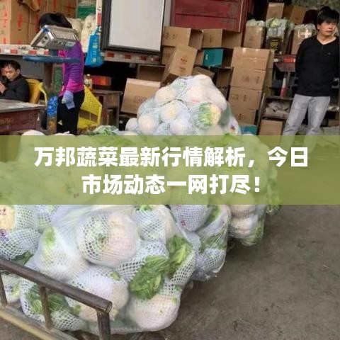萬邦蔬菜最新行情解析，今日市場動(dòng)態(tài)一網(wǎng)打盡！