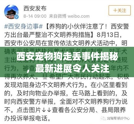 西安寵物狗走丟事件揭秘，最新進展令人關注
