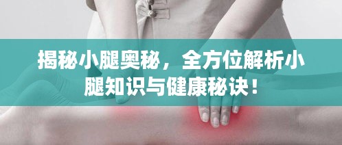 揭秘小腿奧秘，全方位解析小腿知識與健康秘訣！
