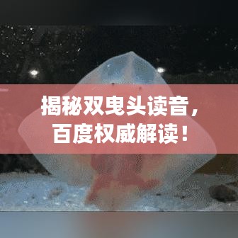 揭秘雙曳頭讀音，百度權威解讀！