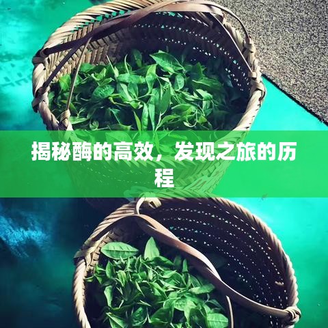 揭秘酶的高效，發(fā)現(xiàn)之旅的歷程