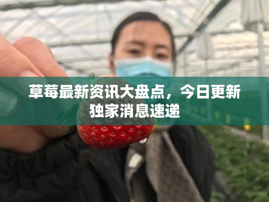 草莓最新資訊大盤點，今日更新獨家消息速遞